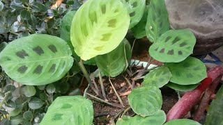 Planta Maranta leuconeura mi experiencia [upl. by Ahsemit]