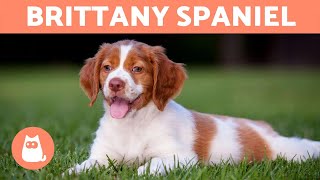 BRITTANY SPANIEL  Characteristics and Care [upl. by Aleakim]