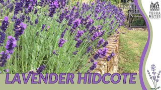 LAVENDER HIDCOTE Information Description amp More Lavandula angustifolia [upl. by Eelana]