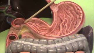 Anatomy and Physiology Take a Tour of the Digestive System [upl. by Ayotel]