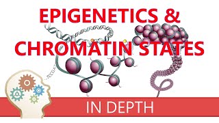 EPIGENETICS amp CHROMATIN STATES  An introduction to histone modifications amp gene transcription roles [upl. by Ainoz]