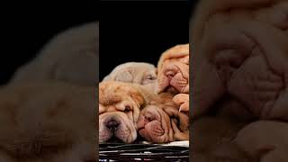 Puppies are the best dogs puppies kidssong [upl. by Gervase]