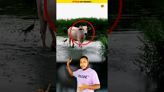 ये गाय हर दिन भगवान श्री कृष्ण से मिलने आती है  😳😳 shorts dailyfacts [upl. by Bilicki]