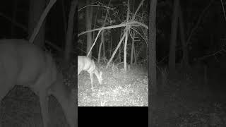 Grazing All Around shorts trailcam deer whitetaildeer iowa [upl. by Adnohsirk]