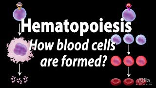 Hematopoiesis  Formation of Blood Cells Animation [upl. by Mattox243]