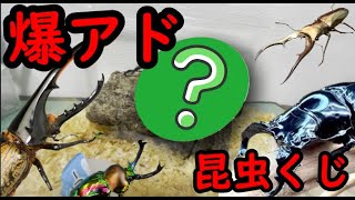 【昆虫くじ】1回1000円の昆虫くじを引いたらとんでもない怪物が当たった【クワカブ飼育】 [upl. by Wyatt]