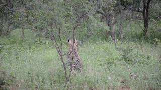 Unusual Animal Sounds Chirping Cheetahs [upl. by Oys]