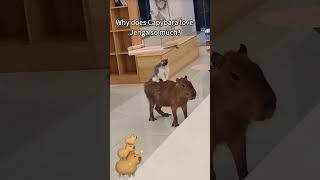 Unlikely Besties Kitty Rides Capybara – A Bond Like No Other [upl. by Analaf]