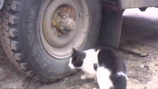 Incredible sniffing cat catches hidden mouse [upl. by Mathilde443]