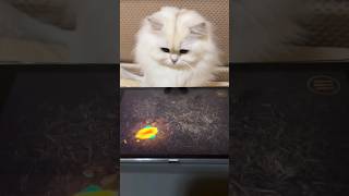 😹Adorable Kitten Plays Game on Tablet😹shorts kitten catlover cat meow viral [upl. by Juni20]