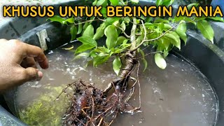 cara membentuk bonsai beringin  Bonsai Mini [upl. by Quinn]