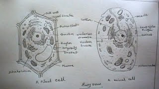 How TO Draw Plant Cell And Animal Cell Step By Step very Easy [upl. by Anahahs]