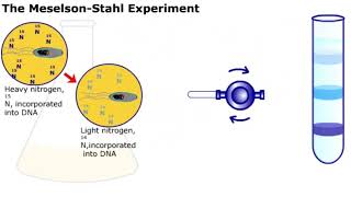 The Meselson and Stahl Experiment [upl. by Nylisoj948]