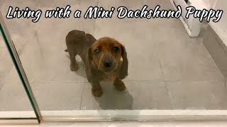 You know you live with a mini dachshund when [upl. by Beitz]