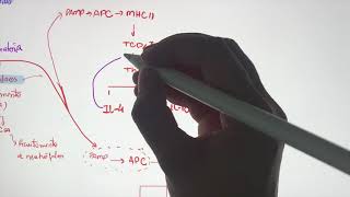 Imunologia Resposta imune às infecções bacterianas [upl. by Dunseath]