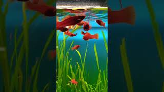 Feeding the Swordtails blood worms swordtail swordtailfish bloodworms feedingfish ￼ [upl. by Dielu185]