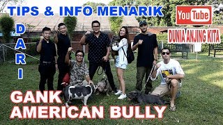 Bobby Sant Dibully Genk Bully  Tips Menarik Dari Gank Anjing American Bully [upl. by Aihtiekal]