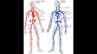 ¿LAS DIFERENCIAS ENTRE ARTERIAS Y VENAS  IMPORTANCIA [upl. by Aneev]