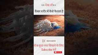 😲 कैंसर शरीर में कैसे फैलता है cancer neet bsc dadhichsir youtubeshorts shorts [upl. by Anuaik]