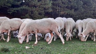 Çoban Osman abinin çadırı ve hoş sohbeti Afyon Sandıklı Akdağ Tabiat Parkı [upl. by Ruttger]