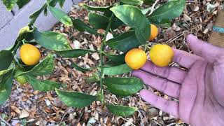 Growing Kumquats Meiwa Fukushu and Nagami in Arizona Desert [upl. by Suhpesoj]