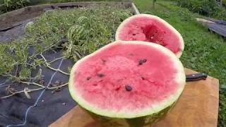 Growing Watermelons in the UK [upl. by Chainey939]