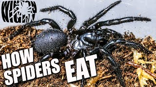 Spiders in Australia  How does a Spider EAT Funnelweb Ep 4 [upl. by Anoniw623]