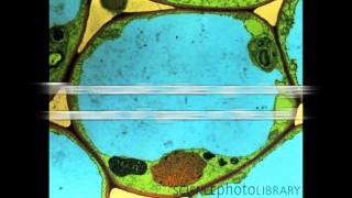 All About Vacuoles [upl. by Furlani81]