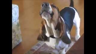 Funny Basset Hound Compilation [upl. by Jaylene566]