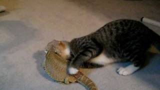 Kitten and bearded dragon love [upl. by Kingdon687]