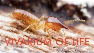 Keeping KAMIKAZE termites  Vivarium updatehow to keep termites [upl. by Falk604]