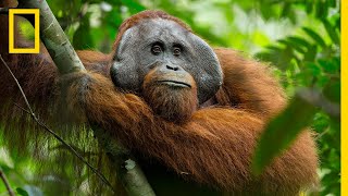 A Rare Look at the Secret Life of Orangutans  Short Film Showcase [upl. by Ahsenahs]