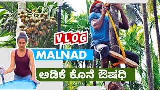 Why is that important ಅಡಿಕೆಗೂ ಔಷಧಿ ಬೇಕಾsuvinagowdavlogs malnad arecanut vlog [upl. by Laiceps]