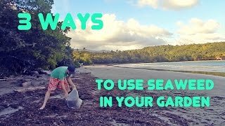 HOW TO USE Seaweed as Organic Fertilizer Mulch Compost amp Tea  Organic Natural Fertilizer [upl. by Galateah]