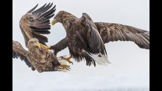 The Life of Eagles in Rausu Japan 2016 羅臼のオオワシとオジロワシ [upl. by Mayberry641]