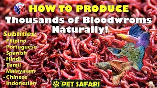 How to Produce Thousands of Bloodworms [upl. by Enelra]