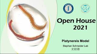 【沙蠶】細胞和動物模式小學堂2021中研院細生所線上院區開放 Platynereis ICOB Open House 2021 [upl. by Ander]