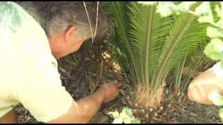 Transplanting a Cycad Palm  Prune Like a Pro [upl. by Yale]