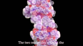 Actinomycin D intercalation in to duplex DNA [upl. by Kristine]