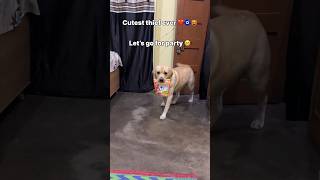 cutest thief 🤗  labra rubi  youtubeshorts shorts labrador dog cute viralsongs trending [upl. by Maury]