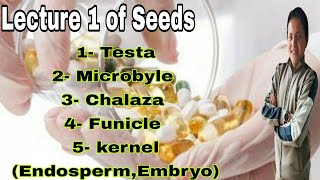 شرح المحاضرة الاولي ف ال Seeds testa  kernel microvlbyle chalaza  funicle [upl. by Reld949]