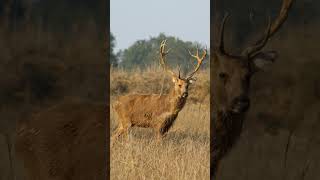 Barasingha Rucervus duvaucelii in Deer Family Cervidae  Observed in Description [upl. by Gearard28]