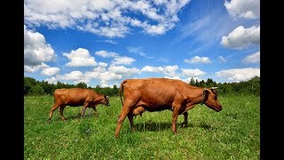 Bovine Veterinarian Corrects Abomasal Displacement in Cow [upl. by Nataline]