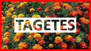 Tagetes  Origem Benefícios e Como Usar  Dicas de Saúde [upl. by Yornek]