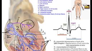 Cardiovascular System Conduction System of the Heart [upl. by Atiniv]