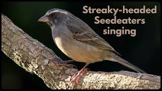 STREAKYHEADED SEEDEATER singing its canary song [upl. by Stoddard]