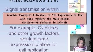 Eukaryotic Gene Expression [upl. by Bork690]