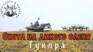 Охота на дикого оленя в Северной Якутии [upl. by Yllus679]