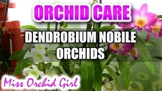 Orchid care  How to care for Dendrobium Nobile Orchids  watering fertilizing reblooming [upl. by Netsriik]