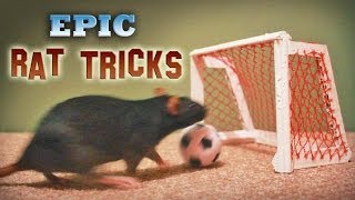 Epic Rat Tricks [upl. by Atileda]